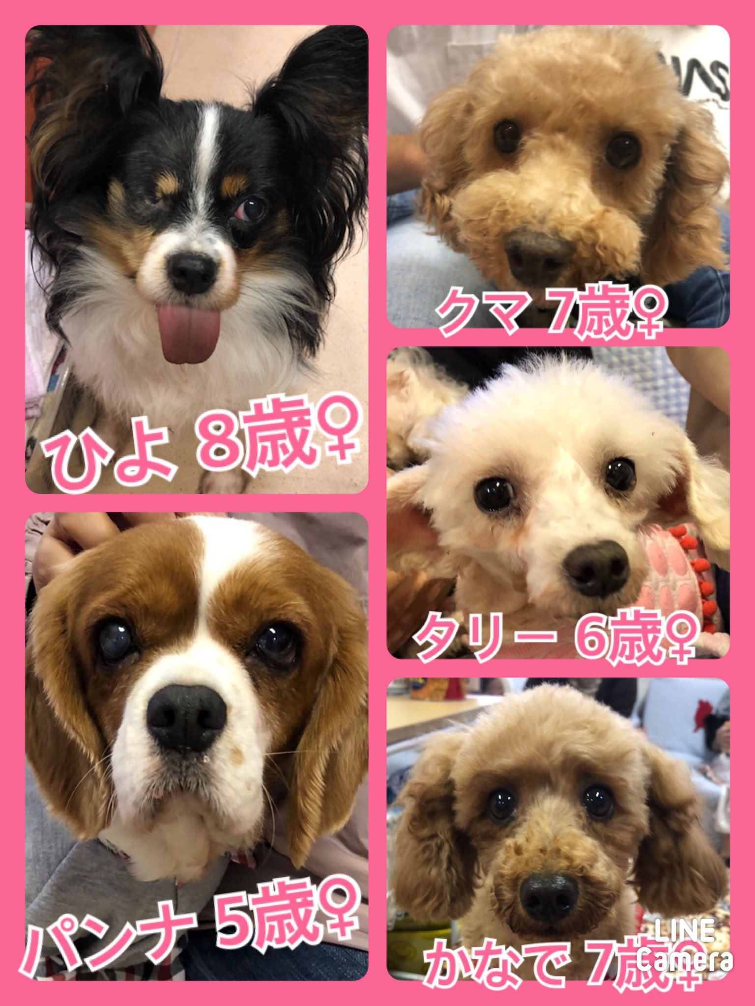 🐾今日の里親様募集中ワンコ🐶メンバーです🐾2020,11,19